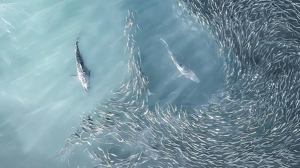Leteck&eacute; z&aacute;bery kŕmiacich sa žralokov zachyten&eacute; dronom Američanky Joanny Steidlovej. FOTO: Joanna Steidle