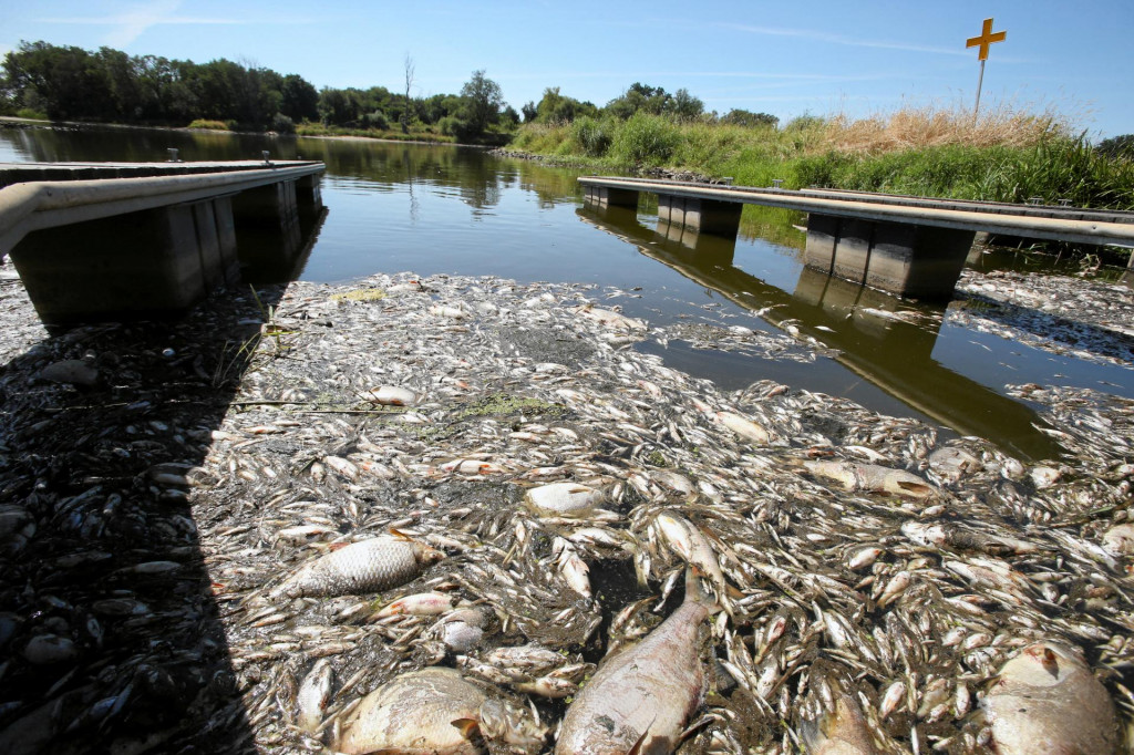 V minulosti už Odra čelila podobným problémom ako dnes. Na snímke sú mŕtve ryby na hladine rieky, ktoré uhynuli následkom kontaminácie v auguste 2022. FOTO: Reuters