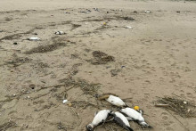 Na pláži v Uruguaji naraz vyplavilo tisíce mŕtvych tučniakov