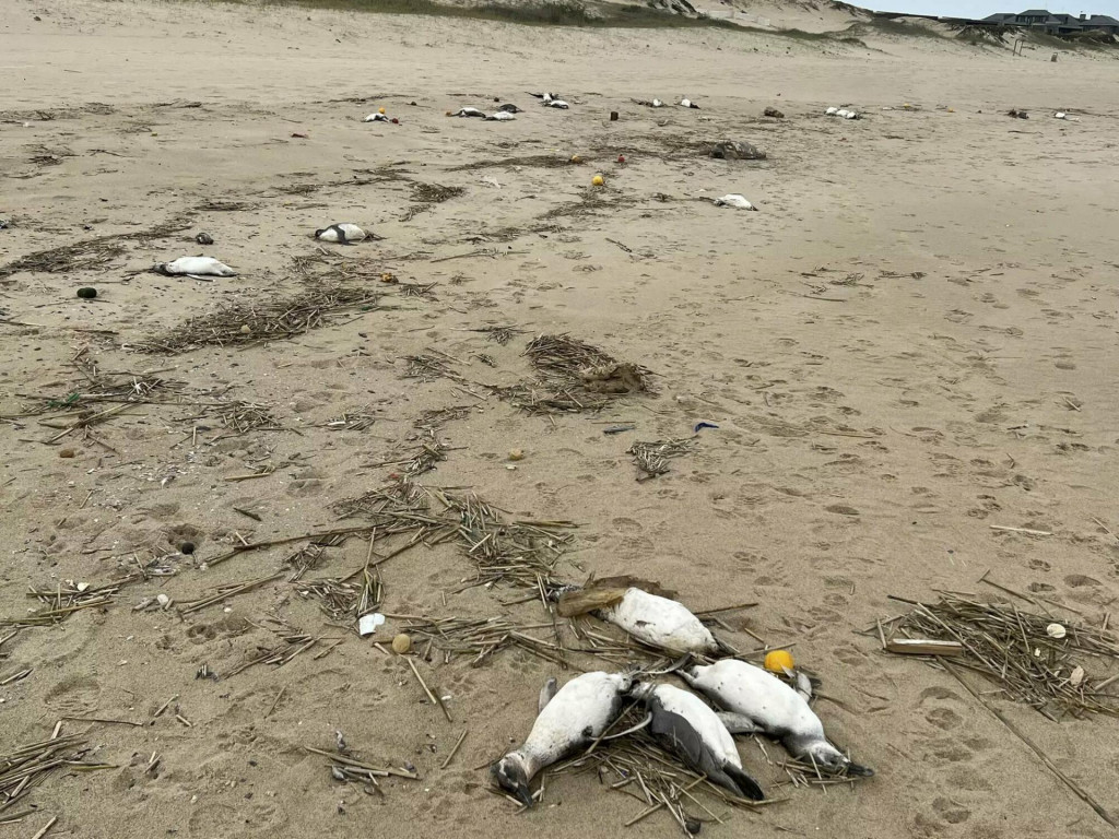 Na pláži v Uruguaji naraz vyplavilo tisíce mŕtvych tučniakov