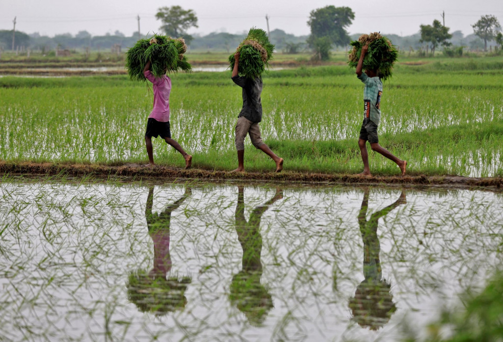 Farmári v Indii pestujú ryžu.

FOTO: REUTERS
