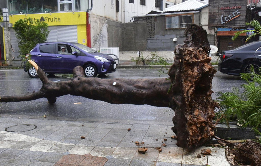 Strom leží vyvrátený na ulici na Okinawe. FOTO: Reuters