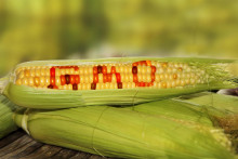 Geneticky modifikované plodiny sú v Európskej únii prísne regulované. FOTO: Archív