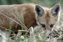 Líška hrdzavá vo voľnej prírode. FOTO: Reuters
