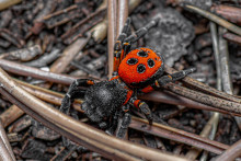 Eresus kollari, pavúk (Téma) SNÍMKA: Shutterstock