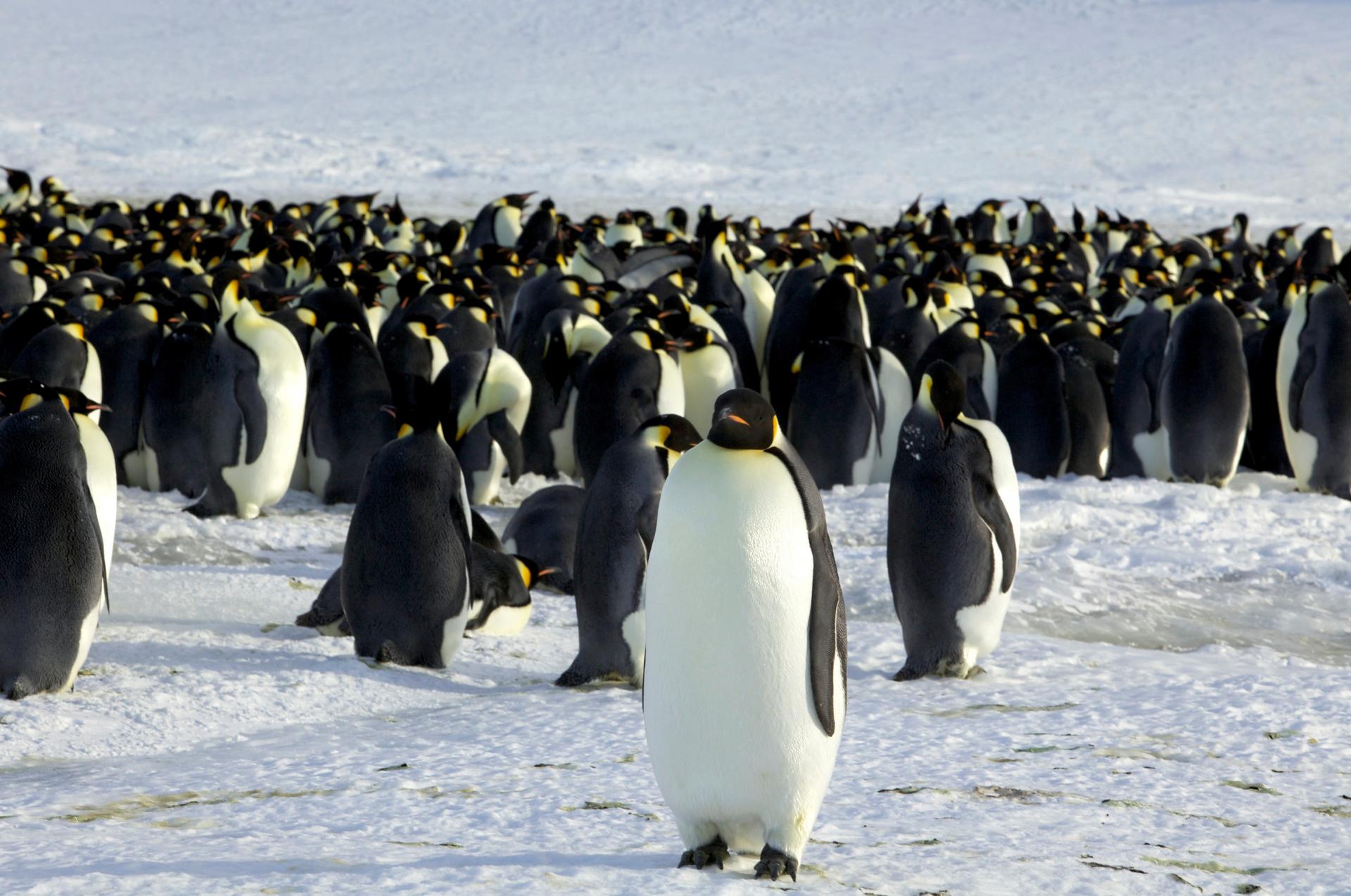 Tučniaky cisárske budú ohrozeným druhom. V Antarktíde ich tisíce uhynuli následkom predčasného topenia ľadu