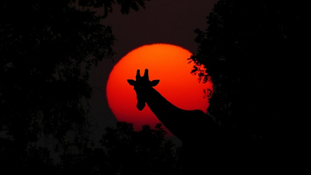 Žirafa na ilustračnej fotografii.