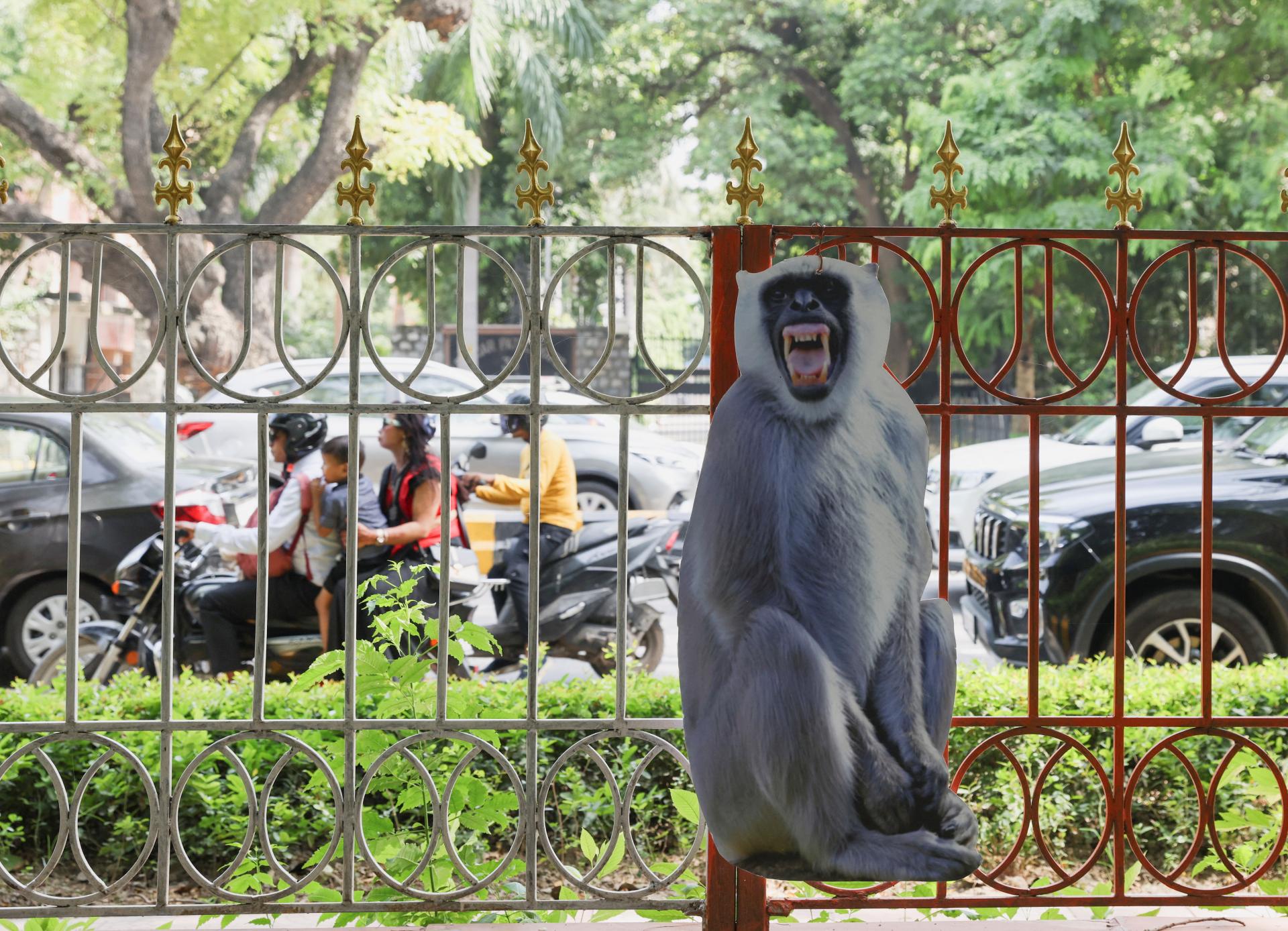 Indická metropola hľadá spôsoby, ako zabrániť opiciam, aby rušili na summite G20