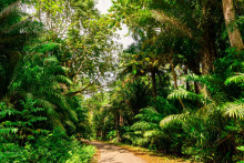 Stromy v tropických lesoch môžu stratiť schopnosť fotosyntézy vplyvom vysokých teplôt.