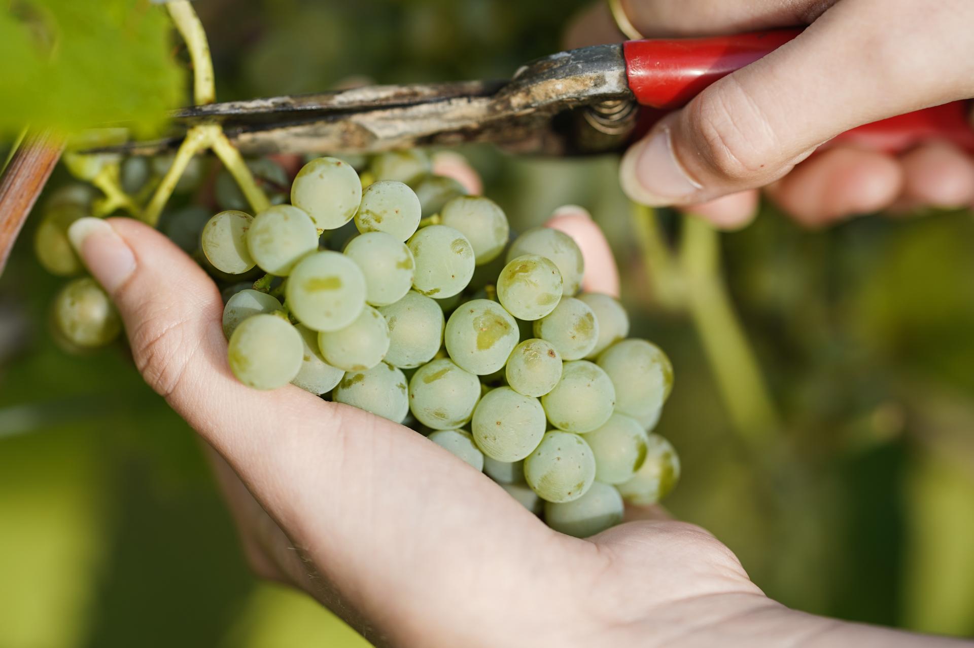Tohtoročná úroda hrozna bude podľa vinárov nižšia o viac než tretinu, no kvalita by mohla byť vysoká