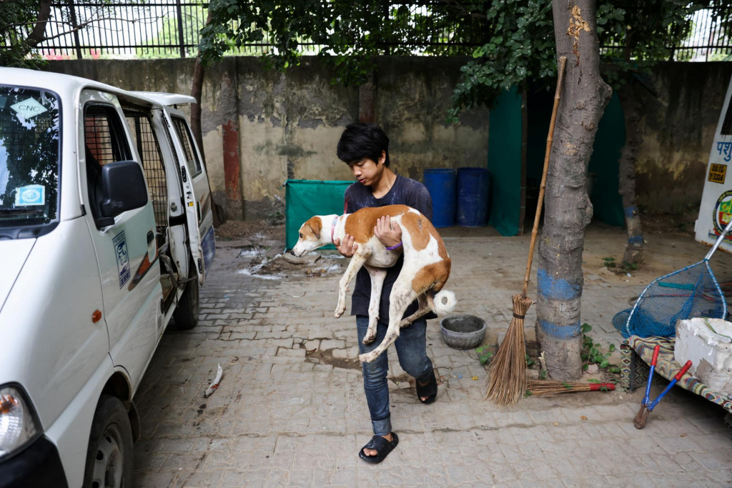 Ošetrovateľ nesie túlavého psa do útulku pre zvieratá, ktorý spravuje miestna mimovládna organizácia na ochranu zvierat Friendicoes SECA v Dillí. FOTO: Reuters