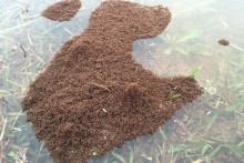 Červené ohnivé mravce sa takto vedia plaviť po vode