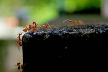 Ohnivé mravce patria medzi najbojovnejšie a najútočnejšie živočíchy na Zemi.