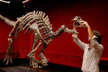 Za päť a pol milióna sa pred časom vo Švajčiarsku predala kostra tyranosaura. FOTO: Reuters