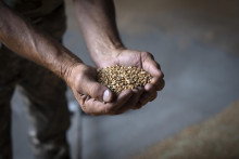 Farmár má v dlaniach pšenicu v sýpke na súkromnej poľnohospodárskom družstve farme v Žurivke v Kyjevskej oblasti na Ukrajine. FOTO: TASR/AP