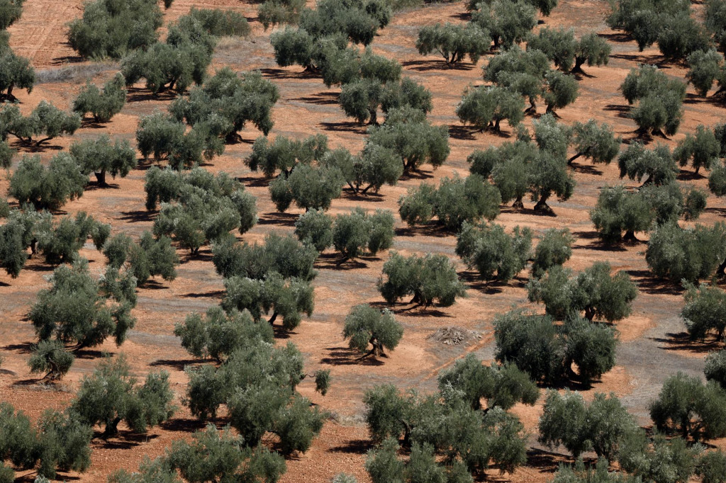 Olivový háj v Španielsku. FOTO: REUTERS