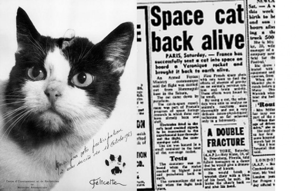 Prvá mačka letela do vesmíru pred 60 rokmi.
