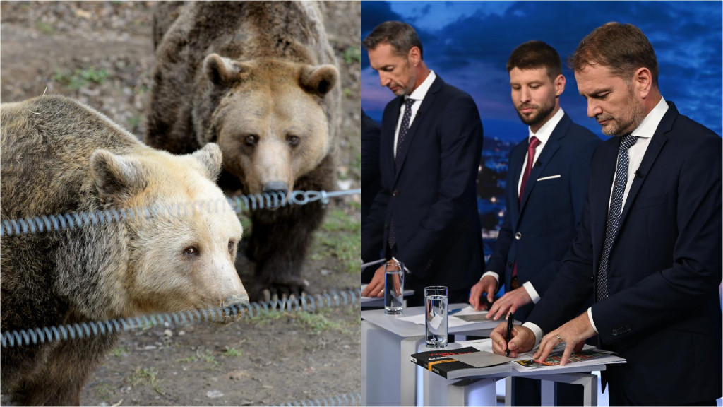 Jednou z tém, ktorá rezonovala počas predvolebnej kampane, boli aj medvede. FOTO: TASR/F. Iván, TV Markíza/M. Lachkovič