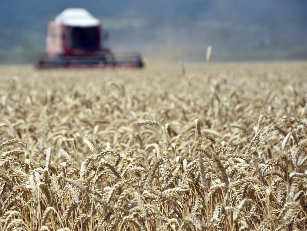 Žatva pšenice na poli v okrese Trebišov. FOTO: TASR/Roman Hanc