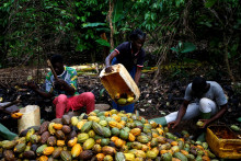 Analytici zo spoločnosti Rabobank a Marex predpokladajú, že produkcia kakaa v nadchádzajúcej sezóne klesne v celej západnej Afrike. FOTO: Reuters