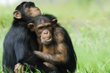 Vedci skúmali homosexuálne správanie u 1500 zvieracích druhov.
