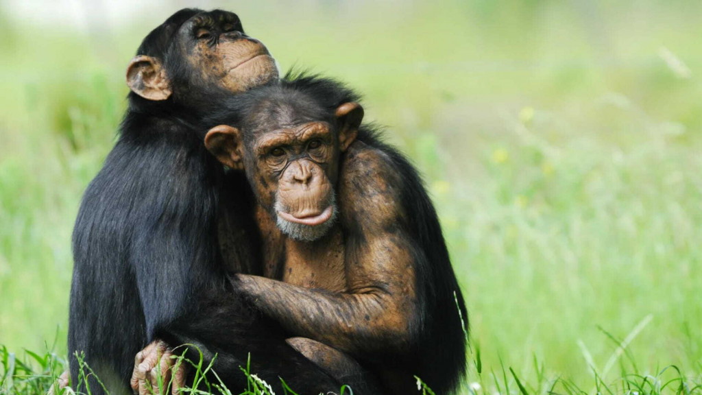 Vedci skúmali homosexuálne správanie u 1500 zvieracích druhov.