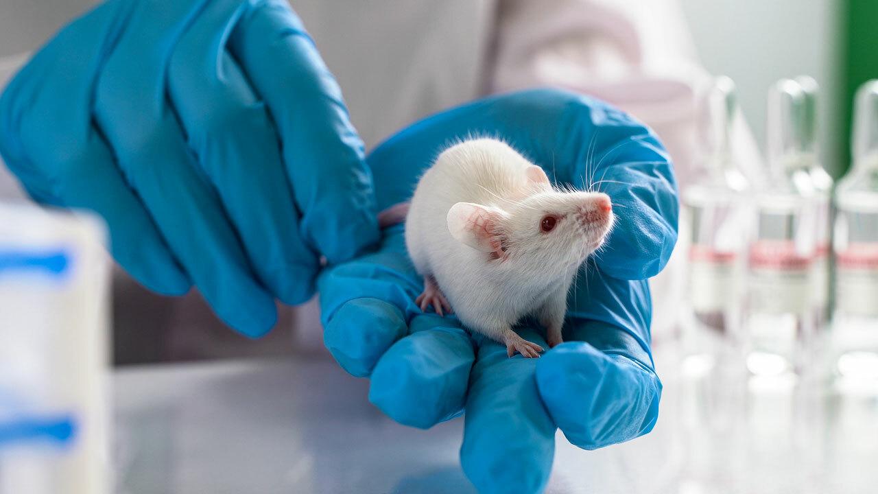 V mozgu gravidných myší sa dejú zmeny, ktoré ich pripravujú na rodičovstvo. Podobne by to malo fungovať u žien