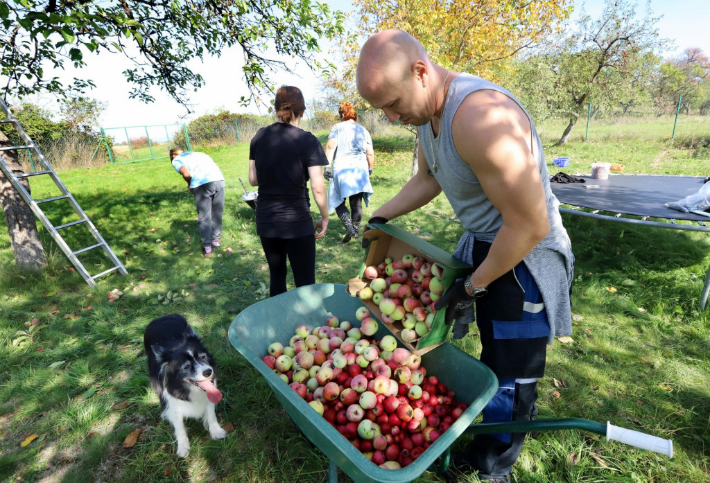 Minuloročný zber jabĺk v Čabradskom Vrbovku v okrese Krupina. FOTO: TASR/Ján Krošlák