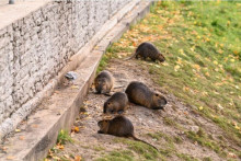 Nutrie riečne pri rieke v okolí Chrenovského mosta v Nitre. FOTO: TASR/Henrich Mišovič