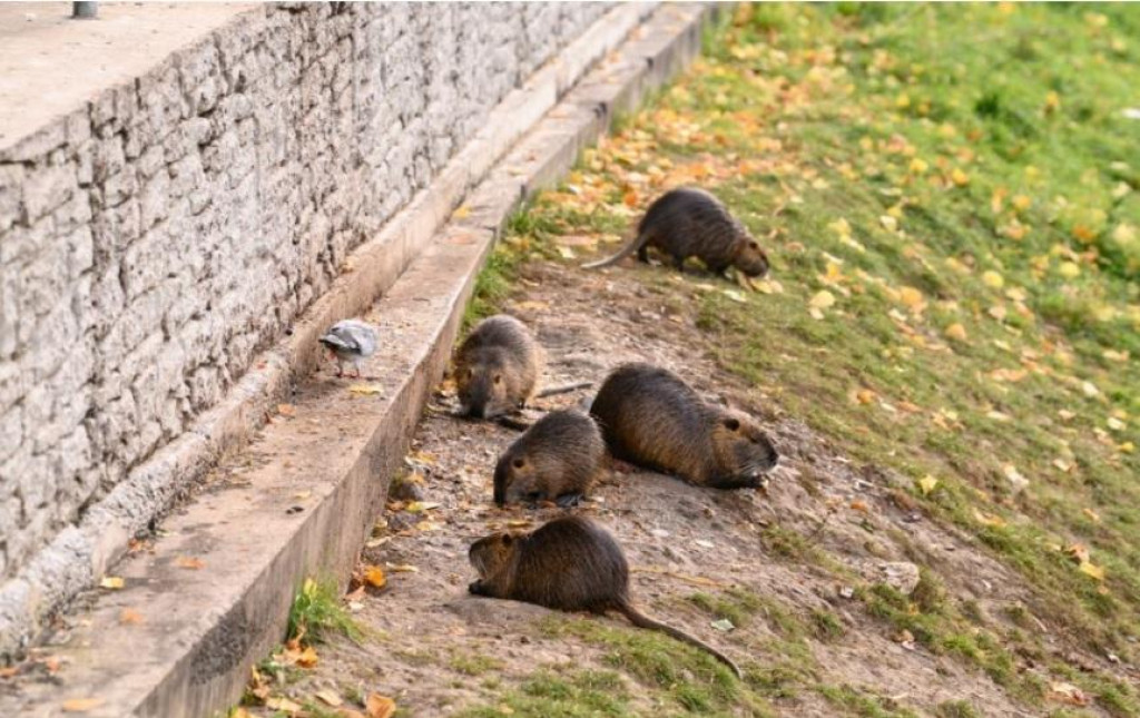 Nutrie riečne pri rieke v okolí Chrenovského mosta v Nitre. FOTO: TASR/Henrich Mišovič