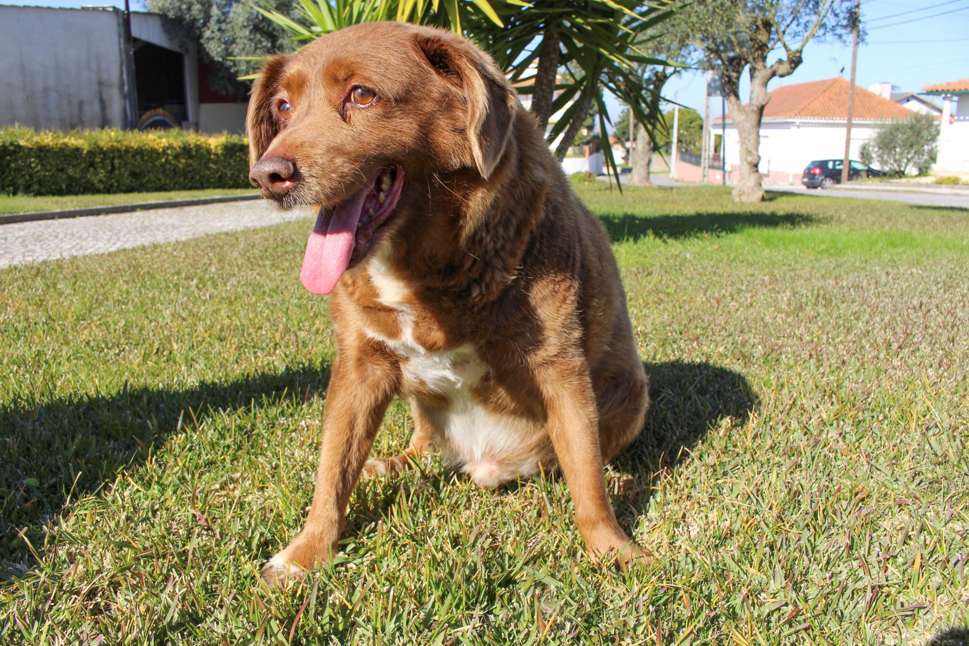 V Portugalsku zomrel zrejme najstarší pes na svete, mal 31 rokov 