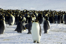 Tučniaky cisárske v Dumont d‘Urville na Antarktíde. FOTO: Reuters