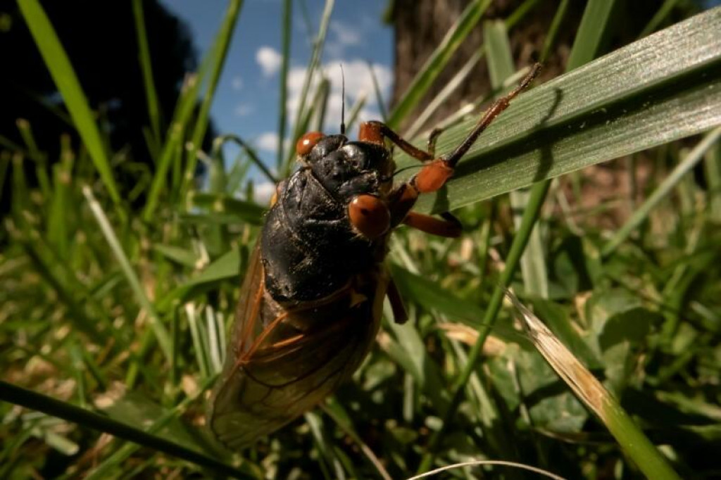 Novo objavená dospelá cikáda stojí na tráve v miestnom parku Rosemary Hills-Lyttonsville marylandskom meste Chevy Chase. FOTO: REUTERS