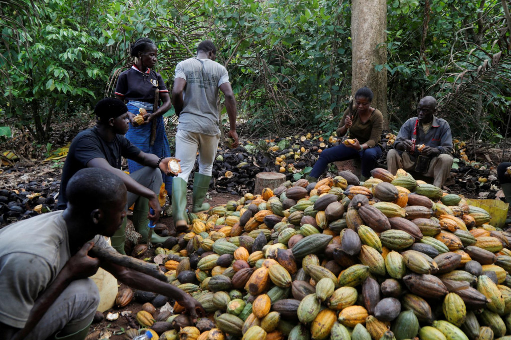 Remeselníčka z Pobrežia Slonoviny láme kakaové bôby. FOTO Reuteres