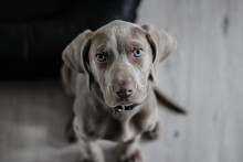 Pokiaľ psík vykazuje problémové správanie, často je problém na strane majiteľa, nie vo zvierati. SNÍMKA: Pixabay