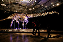 Dinosausy mohli byť príčinou, prečo majú cicavce kratšiu dĺžku života.