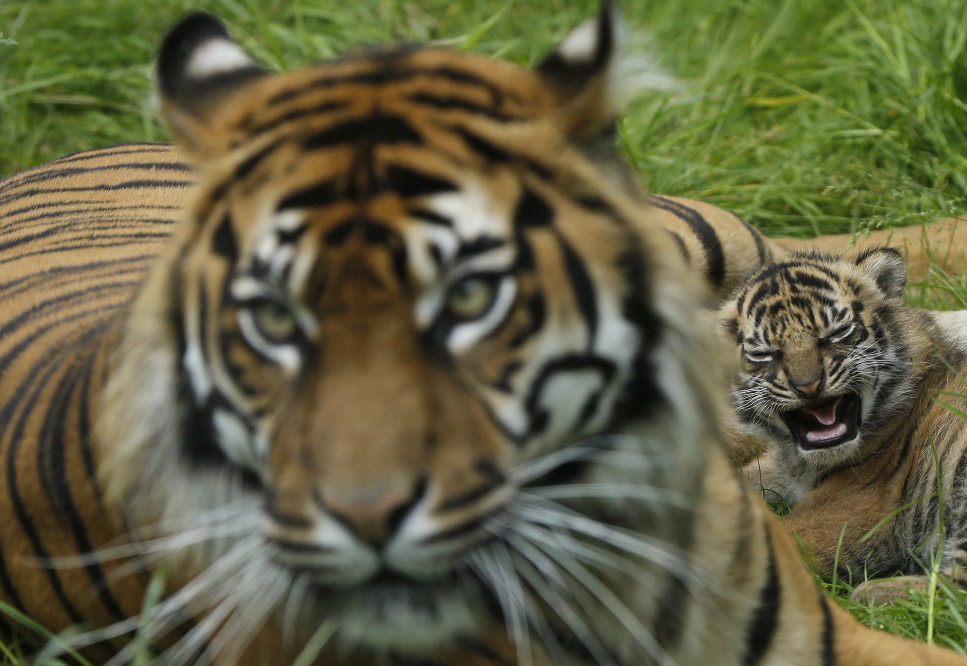 Zoo v Pakistane zatvorili, medzi tigrami našli mŕtveho muža