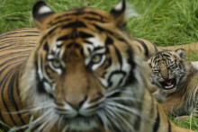 Tiger sumatranský. FOTO: Reuters
