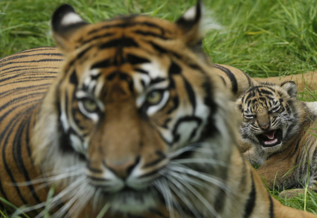 Tiger sumatranský. FOTO: Reuters