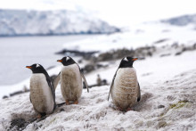 Tučniaky stoja na ľadovci neďaleko výskumnej stanice v západnej časti Antarktídy.