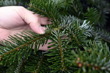 Predaj vianočných stromčekov v Košiciach.