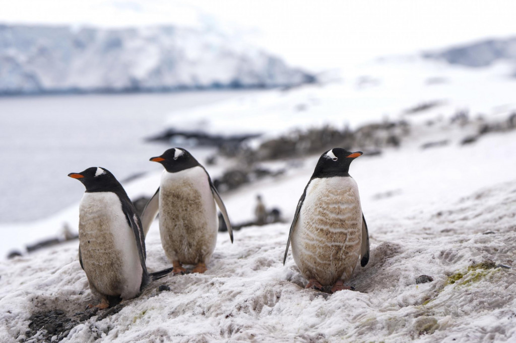 Tučniaky stoja na ľadovci neďaleko výskumnej stanice v západnej časti Antarktídy.