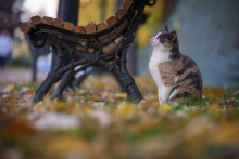 Mačka sedí vedľa lavičky na tráve v parku v Bukurešti.