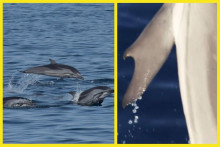 Vedci objavili prvého delfína s palcami na plutvách.