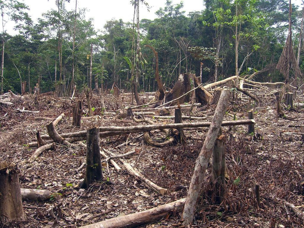 Výrub stromov v Amazonskom pralese FOTO: Flickr