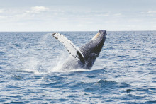 Vedci sa dvadsať minút rozprávali s veľrybou.