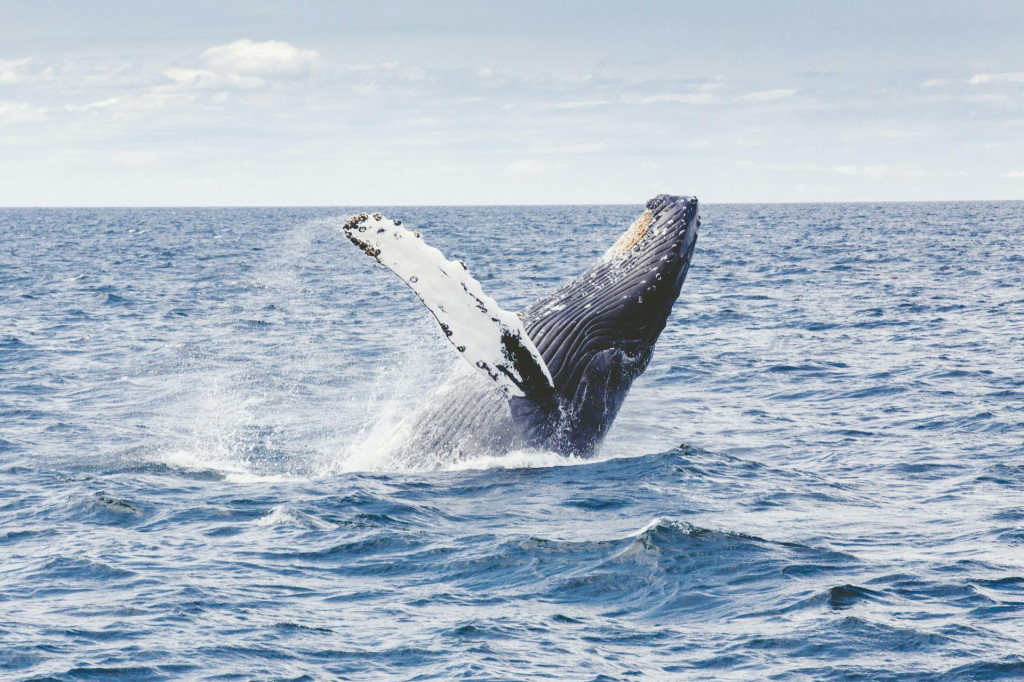 Vedci sa dvadsať minút rozprávali s veľrybou.