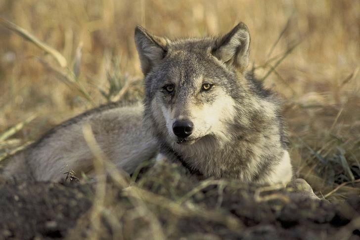 Eurokomisia navrhla mierne zníženie ochrany vlkov v Únii