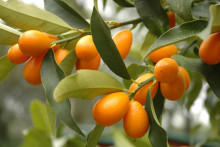 Kumquat podporí celkové zdravie organizmu.