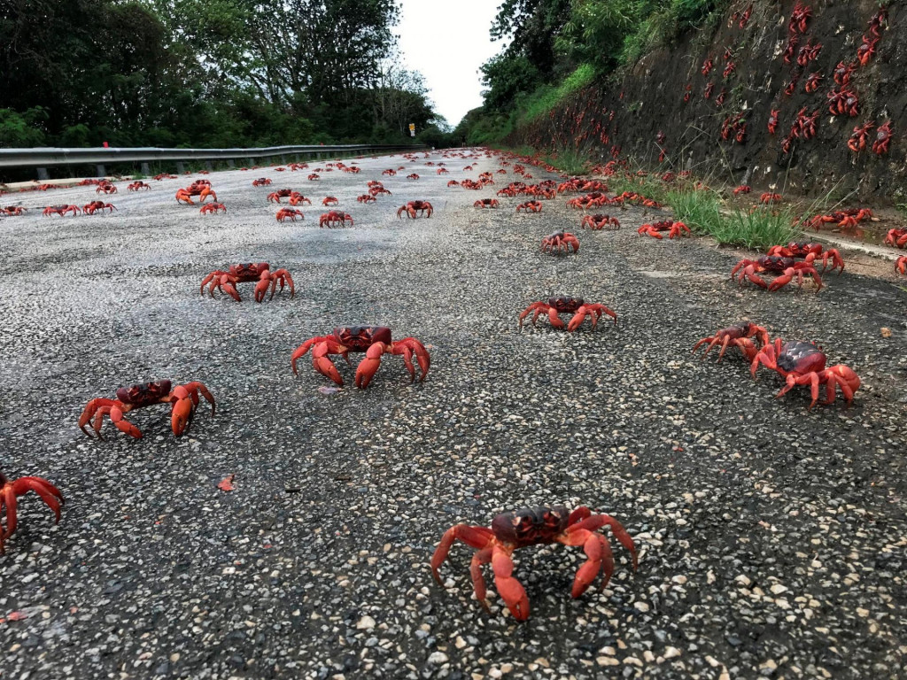 Migrujúce červené kraby na ceste na Vianočnom ostrove. FOTO: REUTERS
